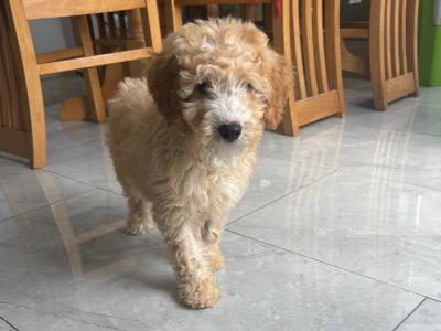 Beautiful Cavapoo puppies in Carlow 🐾 💙