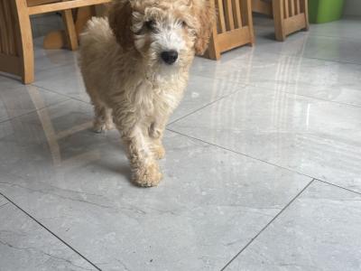 Beautiful Cavapoo puppies in Carlow 🐾 💙