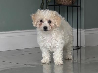 Beautiful Cavapoo puppies in Carlow 🐾 💙