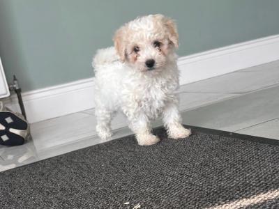 Beautiful Cavapoo puppies in Carlow 🐾 💙