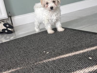 Beautiful Cavapoo puppies in Carlow 🐾 💙
