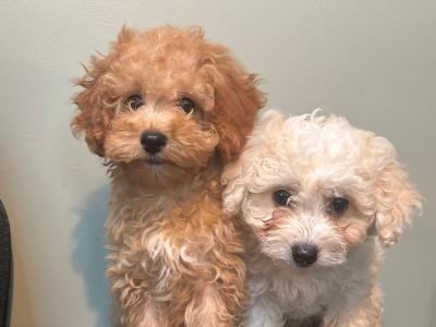 Beautiful Cavapoo puppies in Carlow 🐾 💙