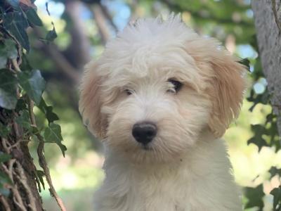 Male Australian Shepherd Doodle puppy in Limerick