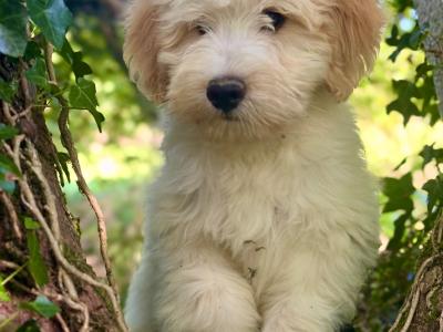 Male Australian Shepherd Doodle puppy in Limerick