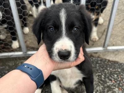 Border Collie puppies for sale in Galway