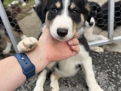 Border Collie puppies for sale in Galway