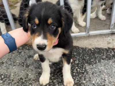 Border Collie puppies for sale in Galway