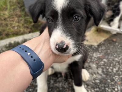 Border Collie puppies for sale in Galway