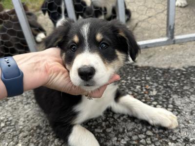 Border Collie puppies for sale in Galway