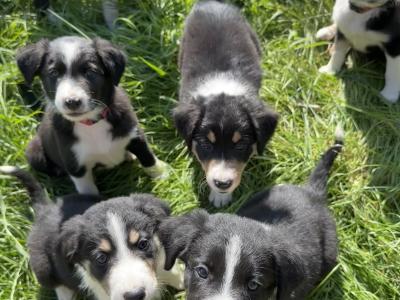 Border Collie puppies for sale in Galway