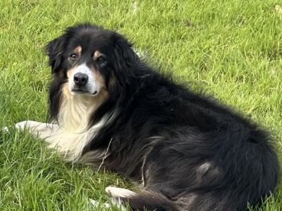Border Collie puppies for sale in Galway