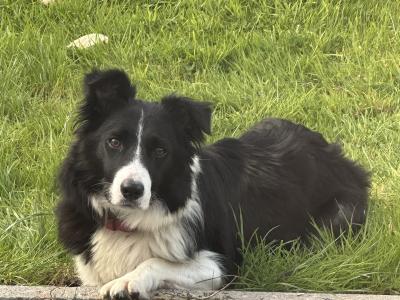 Border Collie puppies for sale in Galway