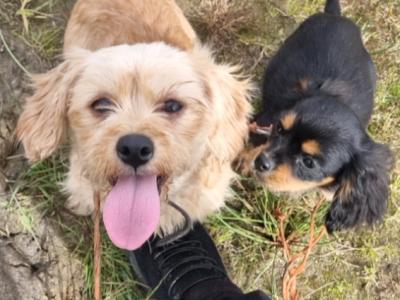 Affectionate & Quiet Stunning Cavalier King Charles Spaniel puppies in Mayo