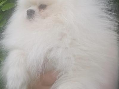 💙🐾Male Pomeranian puppy in Laois🐾 💙