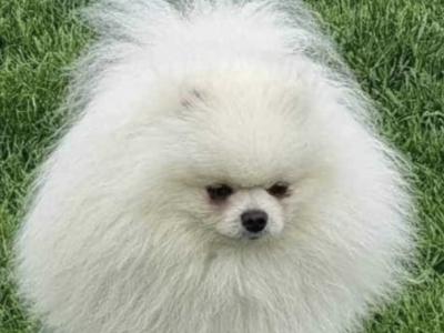 💙🐾Male Pomeranian puppy in Laois🐾 💙