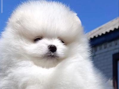 💙🐾Male Pomeranian puppy in Laois🐾 💙