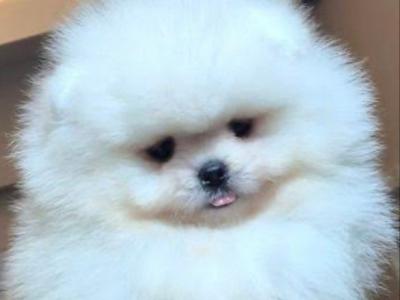 💙🐾Male Pomeranian puppy in Laois🐾 💙