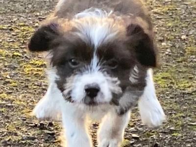 Female Border Collie x Schnauzer puppy in Donegal