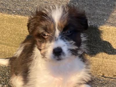 Female Border Collie x Schnauzer puppy in Donegal