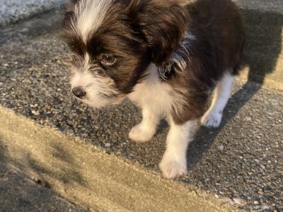 Female Border Collie x Schnauzer puppy in Donegal