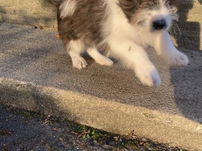 Female Border Collie x Schnauzer puppy in Donegal