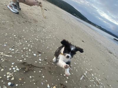 Female Border Collie x Schnauzer puppy in Donegal