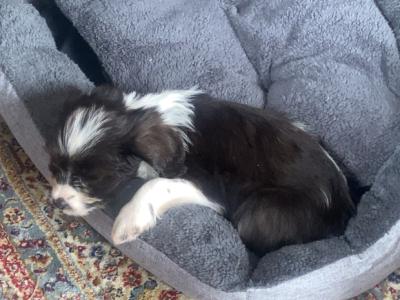 Female Border Collie x Schnauzer puppy in Donegal