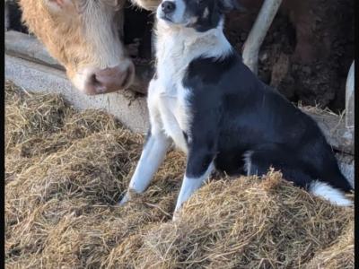 Female Border Collie puppy for sale in Dublin