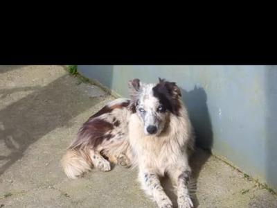 Female Border Collie puppy for sale in Dublin