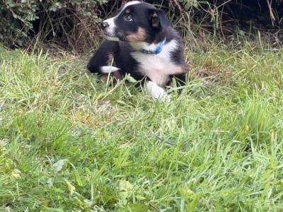 Female Border Collie puppy for sale in Dublin