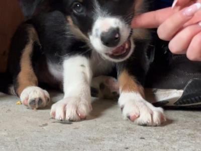 Female Border Collie puppy for sale in Dublin
