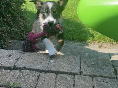 Female Border Collie puppy for sale in Dublin