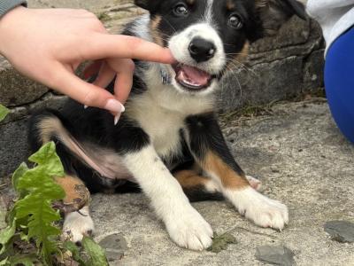 Female Border Collie puppy for sale in Dublin
