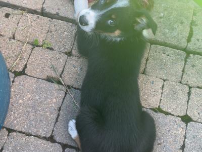 Female Border Collie puppy for sale in Dublin