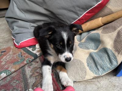 Female Border Collie puppy for sale in Dublin