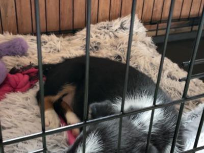 Female Border Collie puppy for sale in Dublin