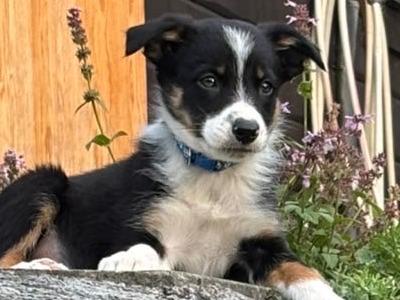 Female Border Collie puppy for sale in Dublin