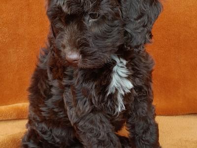 Gorgeous miniature female Chocolate Cockapoo puppy in Waterford