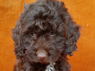 Gorgeous miniature female Chocolate Cockapoo puppy in Waterford