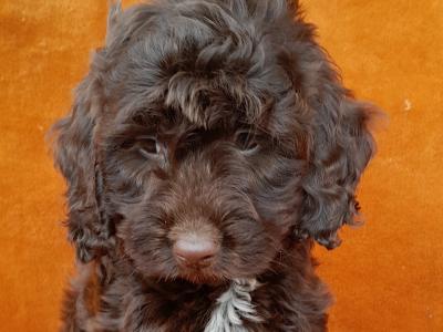 1 miniature female Chocolate Cockapoo puppy in Waterford