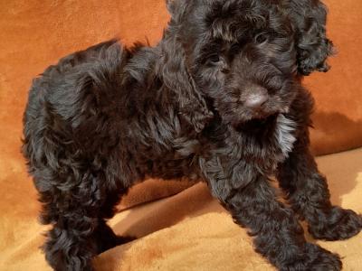 Gorgeous miniature female Chocolate Cockapoo puppy in Waterford