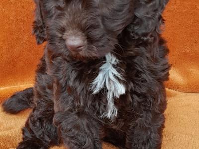 Gorgeous miniature female Chocolate Cockapoo puppy in Waterford