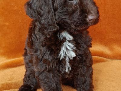 Gorgeous miniature female Chocolate Cockapoo puppy in Waterford