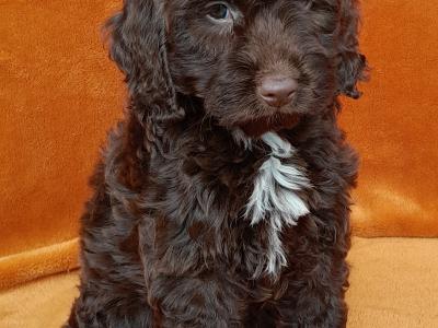 Gorgeous miniature female Chocolate Cockapoo puppy in Waterford
