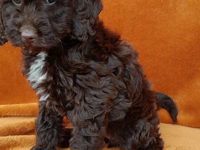 Gorgeous miniature female Chocolate Cockapoo puppy in Waterford