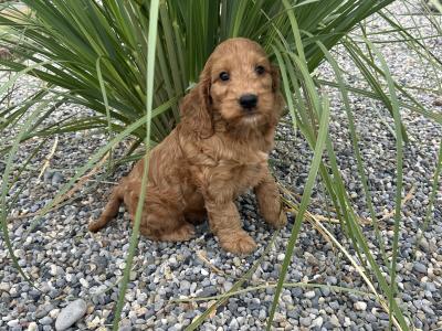 Golden Cockapoo puppies in Wexford
