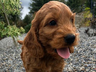 Golden Cockapoo puppies in Wexford
