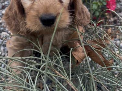 Golden Cockapoo puppies in Wexford