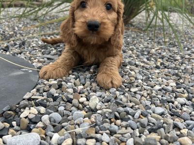 Golden Cockapoo puppies in Wexford