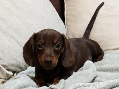 Dachshund puppies in Dublin